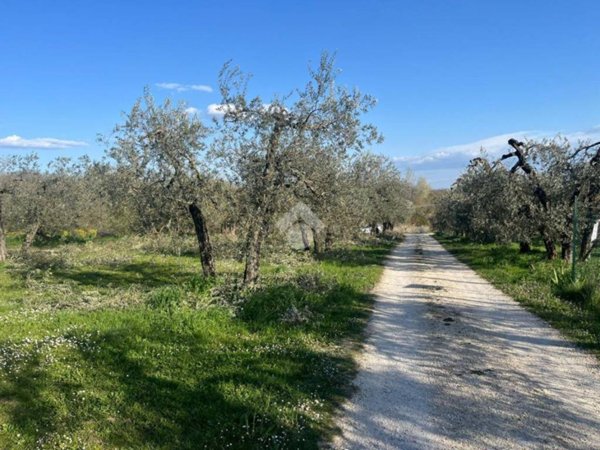 terreno agricolo in vendita ad Amelia