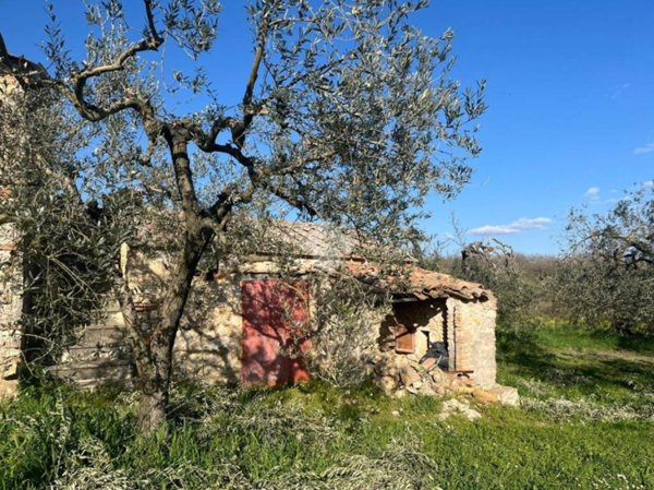terreno agricolo in vendita ad Amelia