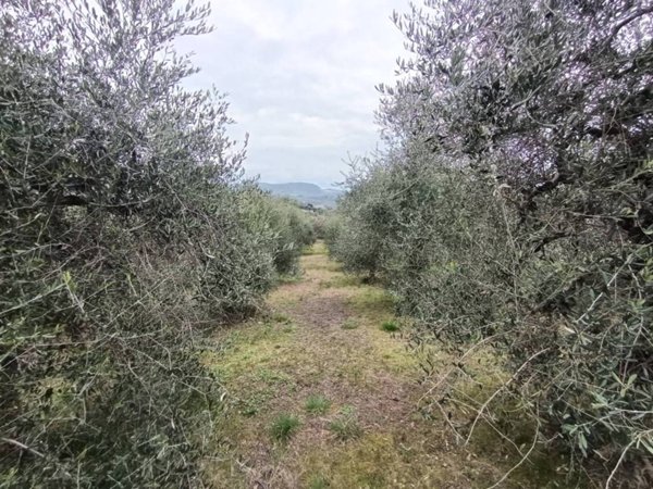 casa indipendente in vendita ad Amelia