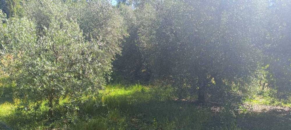 terreno agricolo in vendita ad Amelia