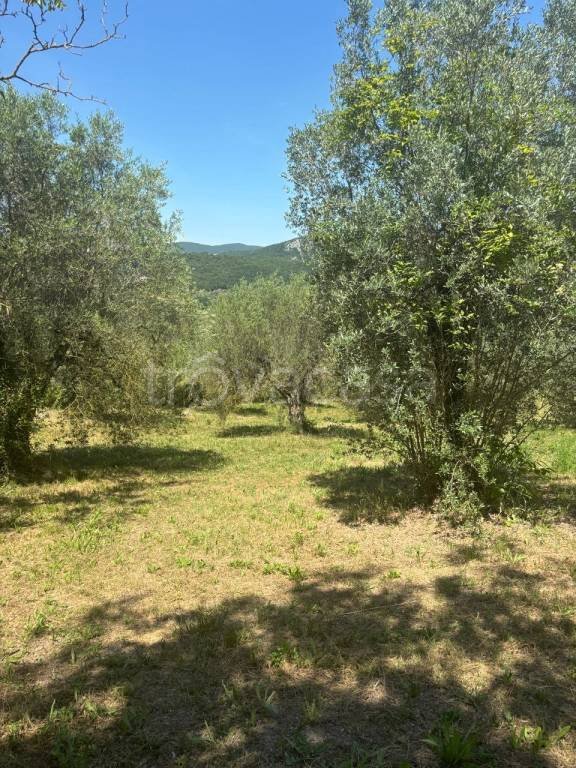 terreno agricolo in vendita ad Amelia