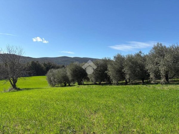 terreno agricolo in vendita ad Amelia