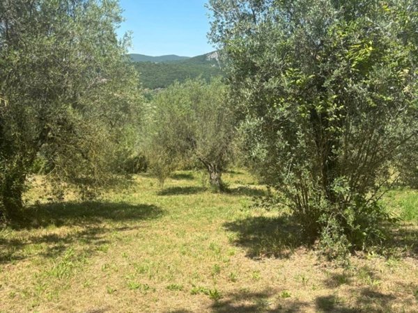 terreno agricolo in vendita ad Amelia