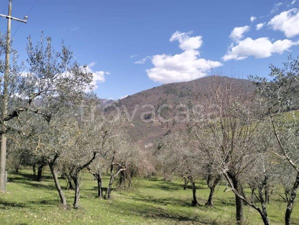 terreno agricolo in vendita ad Arrone
