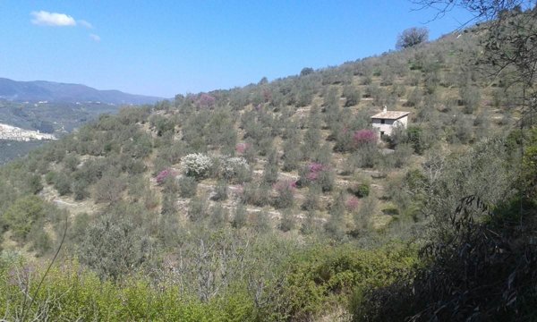 casa semindipendente in vendita ad Arrone in zona Tripozzo