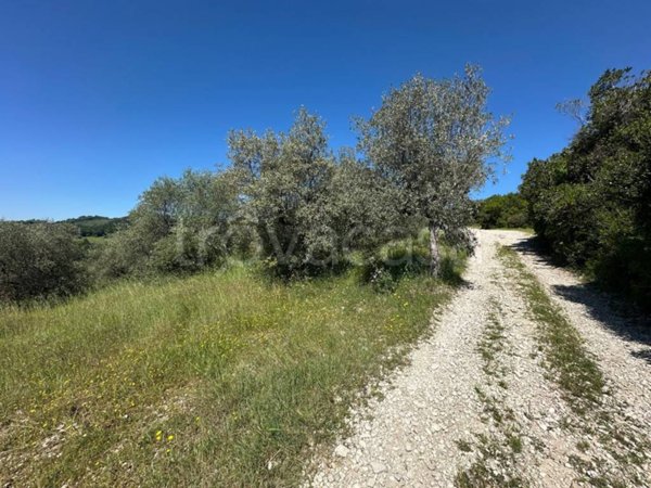 terreno agricolo in vendita ad Arrone