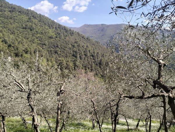 terreno agricolo in vendita ad Arrone in zona Rosciano