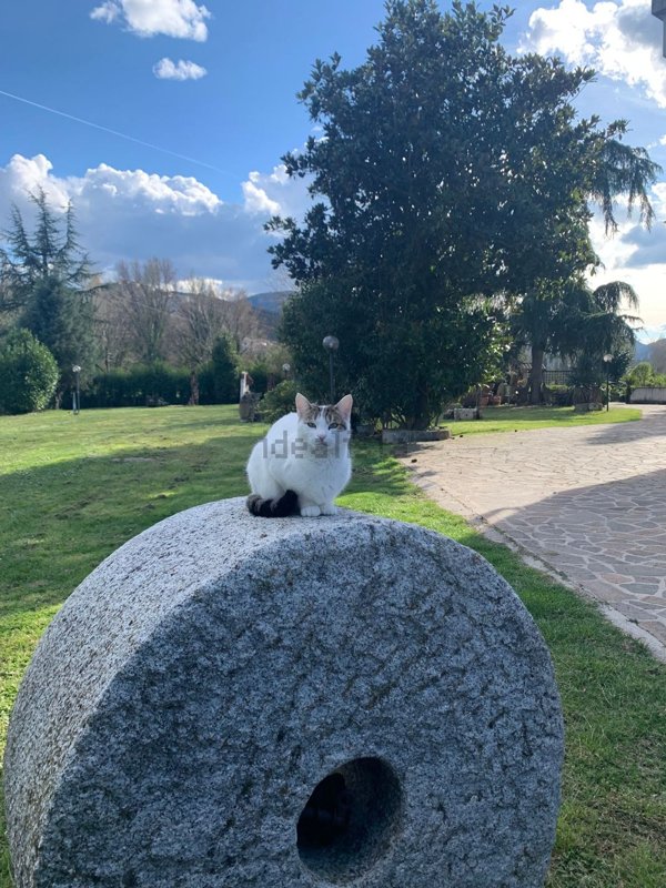 casa indipendente in vendita ad Arrone in zona Casteldilago