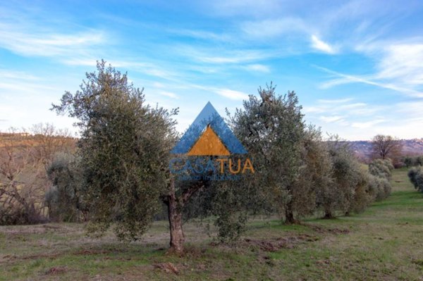 terreno agricolo in vendita ad Attigliano