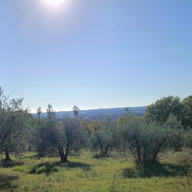 terreno agricolo in vendita a Baschi