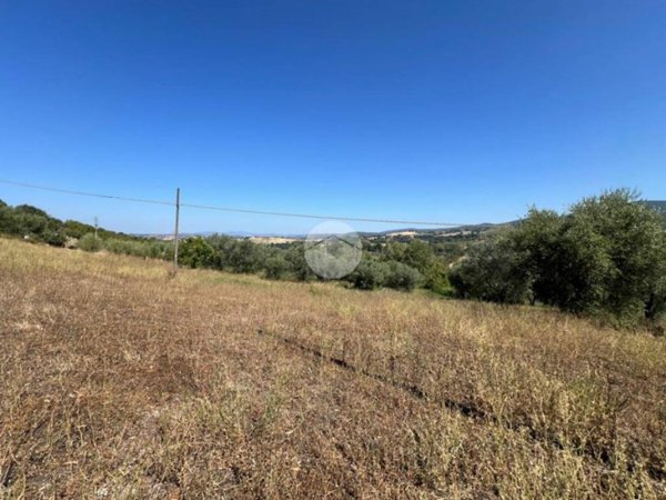 terreno agricolo in vendita a Calvi dell'Umbria
