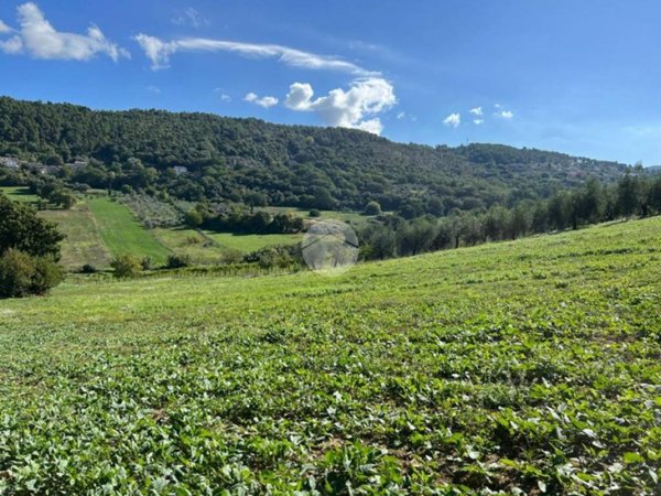 terreno agricolo in vendita a Calvi dell'Umbria