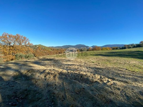 terreno agricolo in vendita a Calvi dell'Umbria