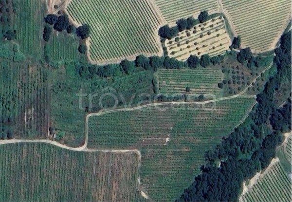 terreno agricolo in vendita a Castel Viscardo