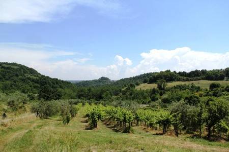 terreno agricolo in vendita a Castel Viscardo