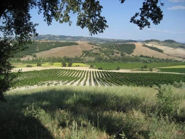 terreno agricolo in vendita a Fabro