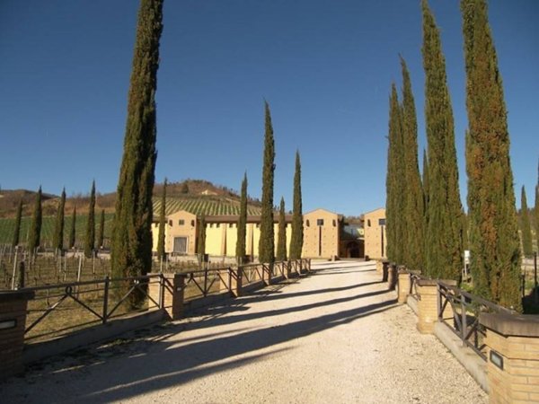azienda agricola in vendita a Ficulle