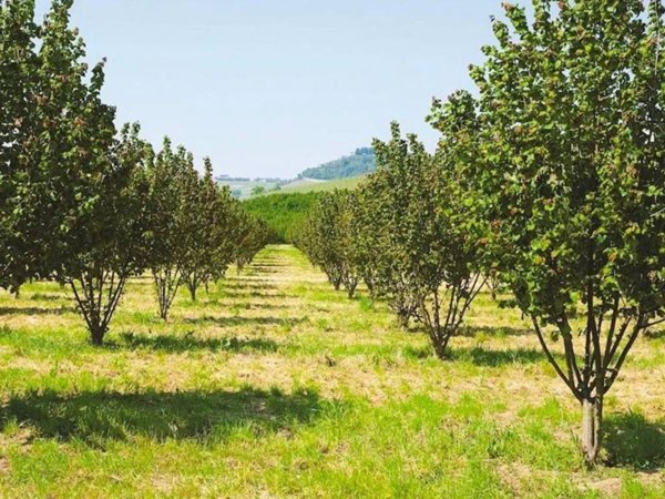 terreno agricolo in vendita a Ficulle