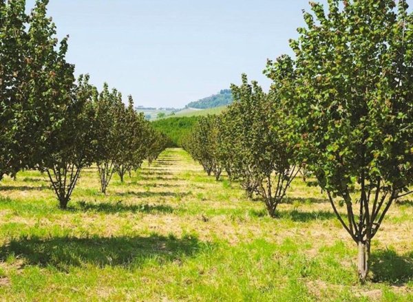 negozio in vendita a Ficulle