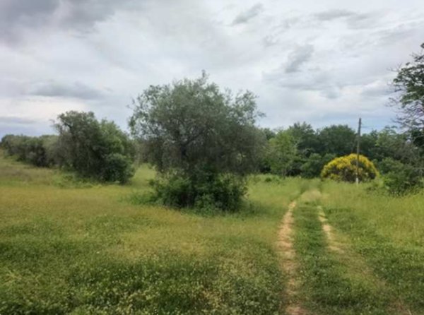 terreno agricolo in vendita a Ficulle