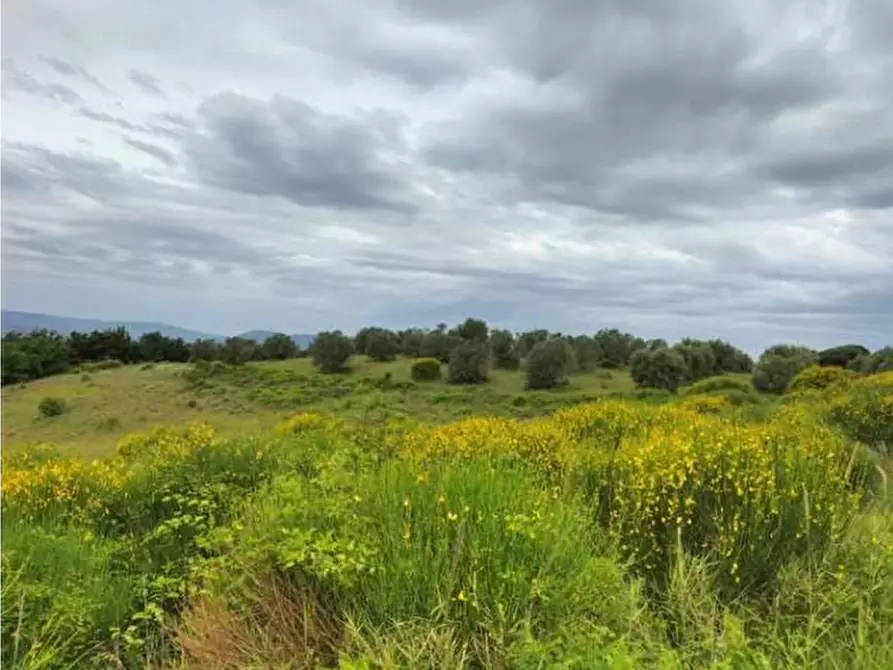 terreno agricolo in vendita a Ficulle
