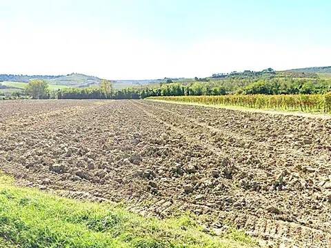 terreno agricolo in vendita a Ficulle