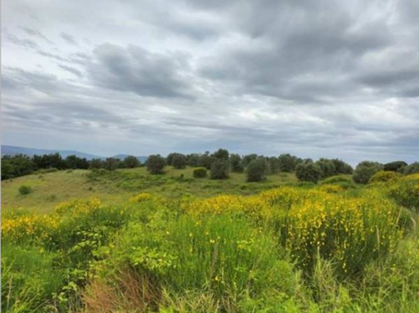 terreno agricolo in vendita a Ficulle