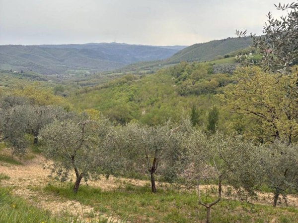 terreno agricolo in vendita a Ficulle