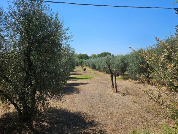 terreno agricolo in vendita a Giove