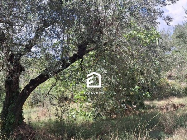 terreno agricolo in vendita a Giove
