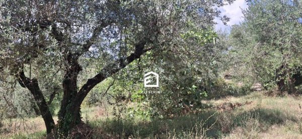 terreno agricolo in vendita a Giove