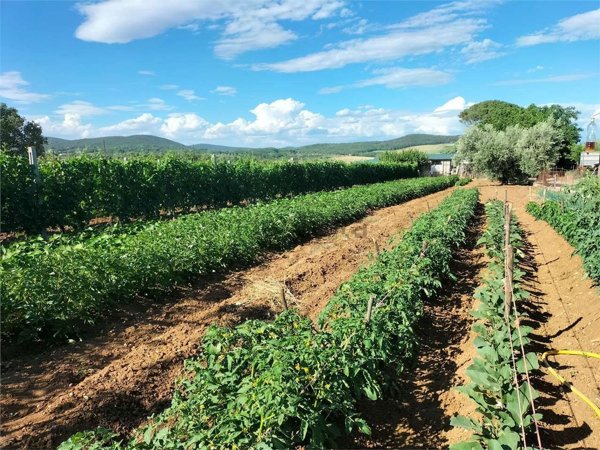 appartamento in vendita a Giove