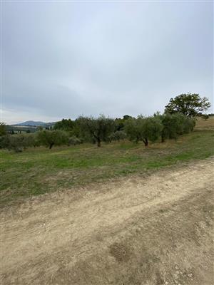 terreno agricolo in vendita a Lugnano in Teverina