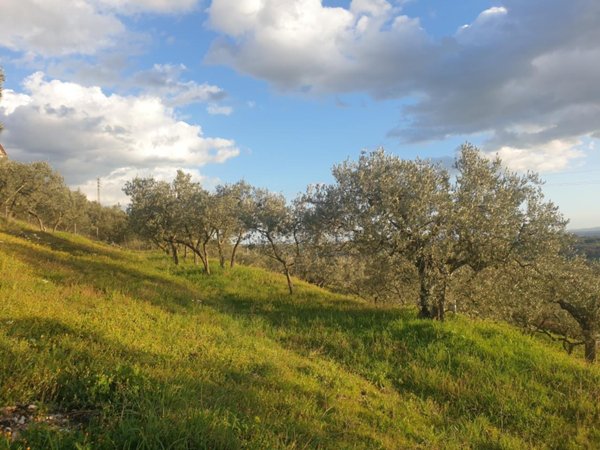 terreno agricolo in vendita a Lugnano in Teverina