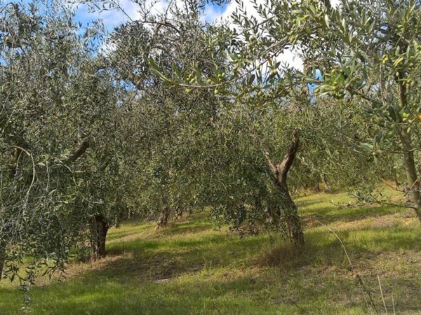 terreno agricolo in vendita a Lugnano in Teverina
