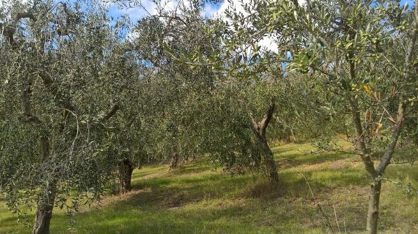terreno agricolo in vendita a Lugnano in Teverina