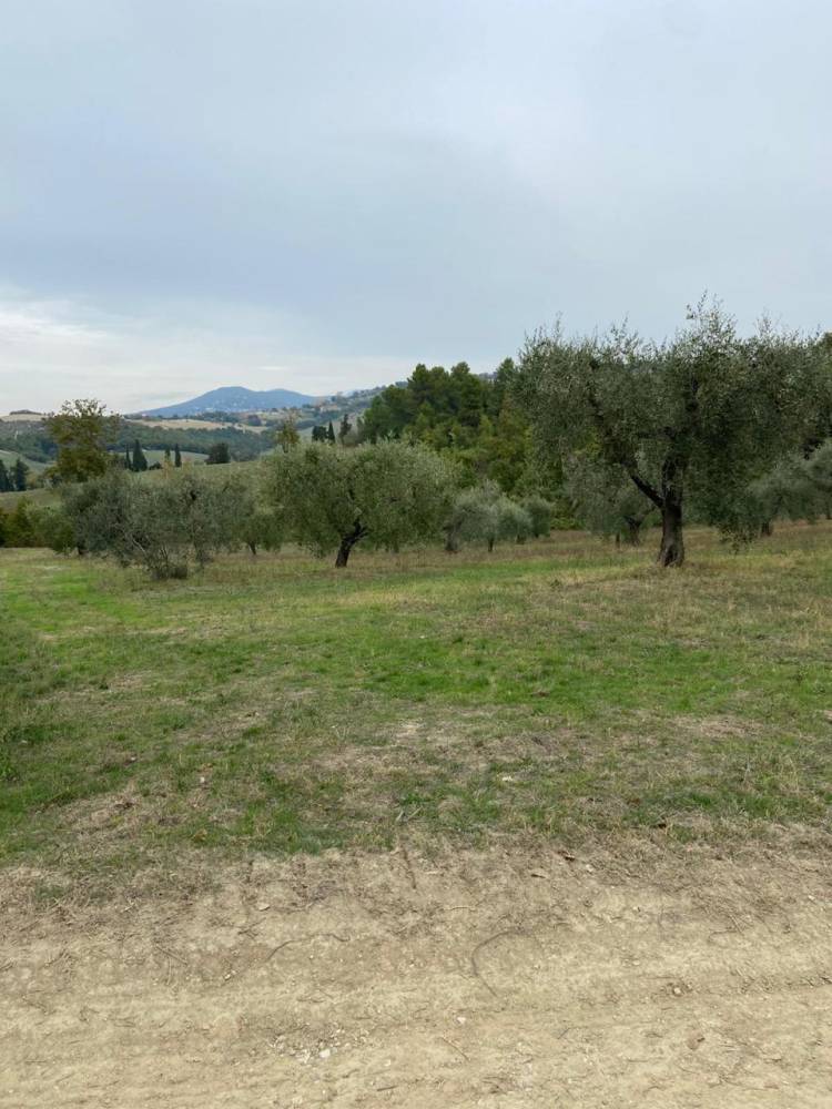 terreno agricolo in vendita a Lugnano in Teverina