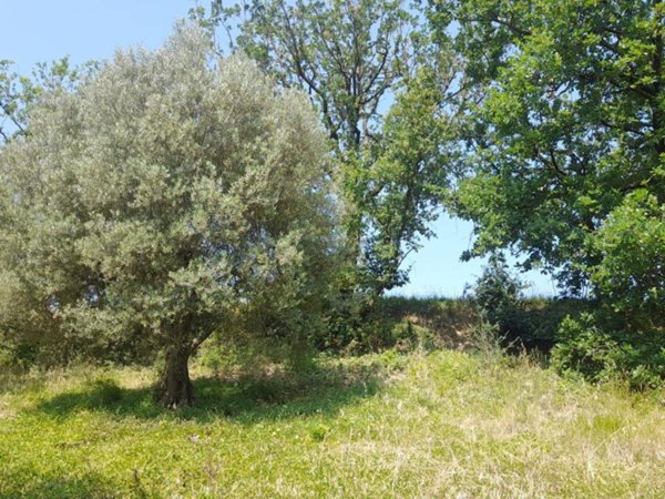 terreno agricolo in vendita a Lugnano in Teverina