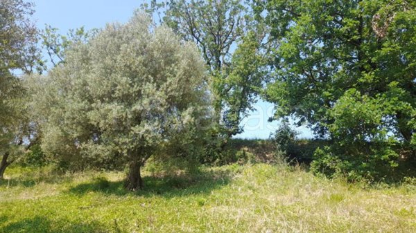 terreno agricolo in vendita a Lugnano in Teverina