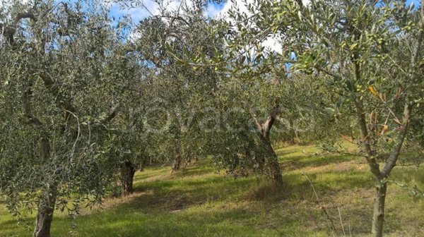 terreno agricolo in vendita a Lugnano in Teverina