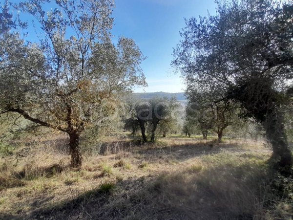 terreno agricolo in vendita a Lugnano in Teverina