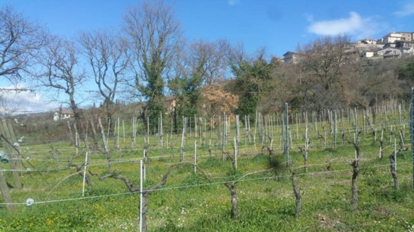 terreno agricolo in vendita a Lugnano in Teverina