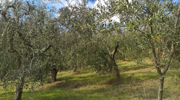 terreno agricolo in vendita a Lugnano in Teverina