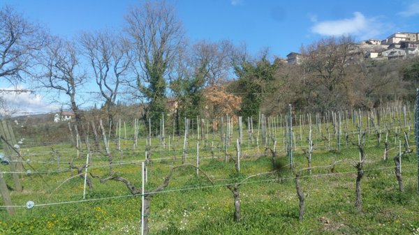 terreno in vendita a Lugnano in Teverina