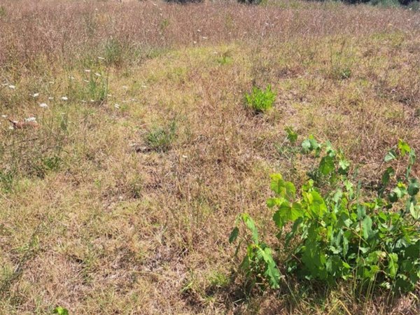 terreno agricolo in vendita a Montecastrilli in zona Castel dell'Aquila