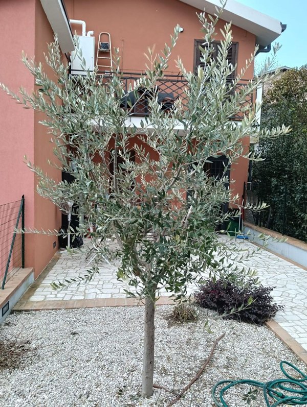 casa indipendente in vendita a Montecastrilli