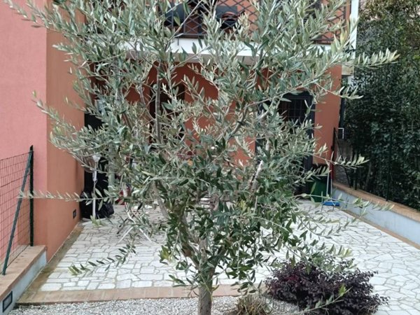 casa indipendente in vendita a Montecastrilli