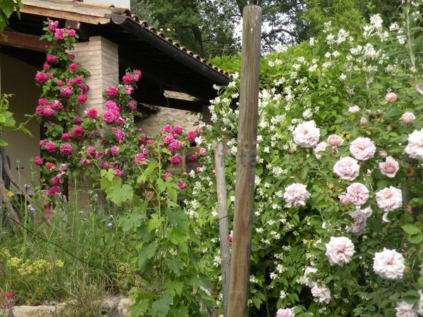casa indipendente in vendita a Montecchio