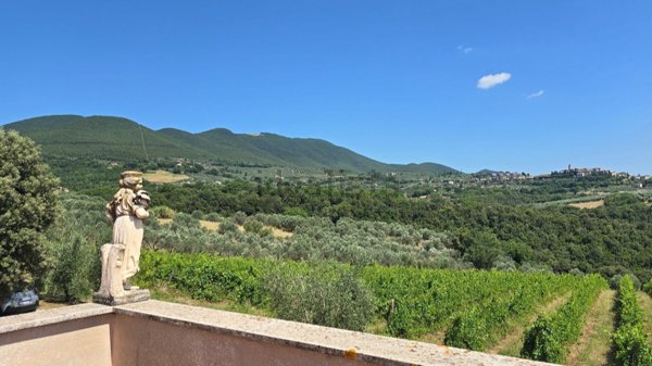 azienda agricola in vendita a Montecchio