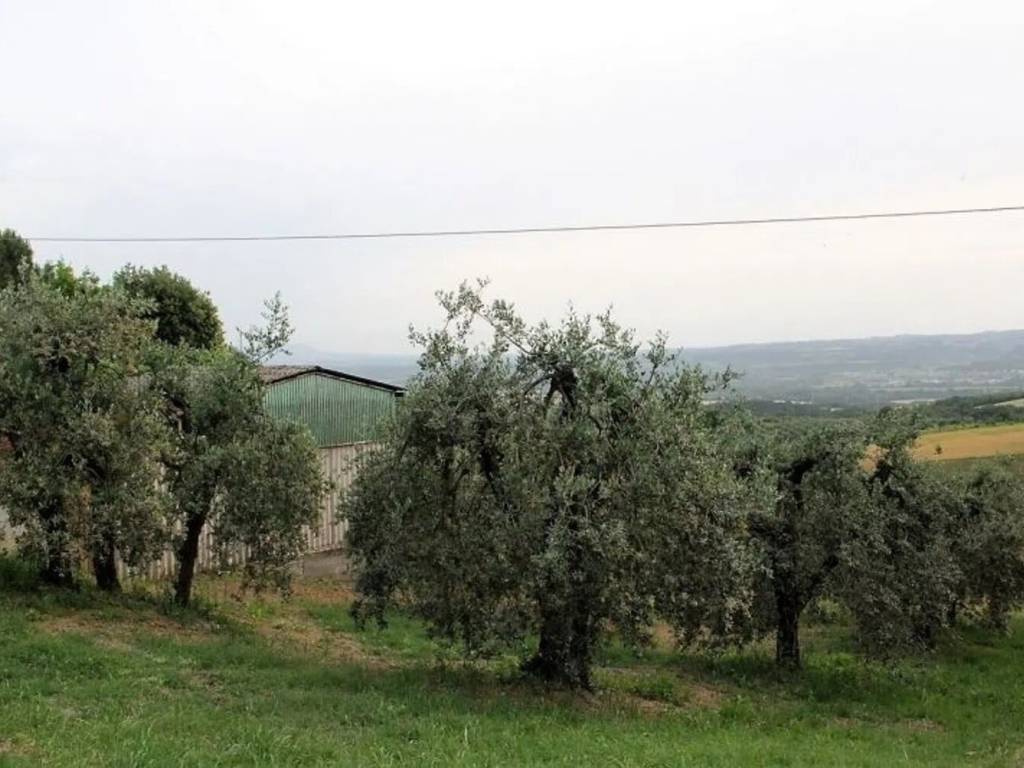 terreno agricolo in vendita a Montecchio
